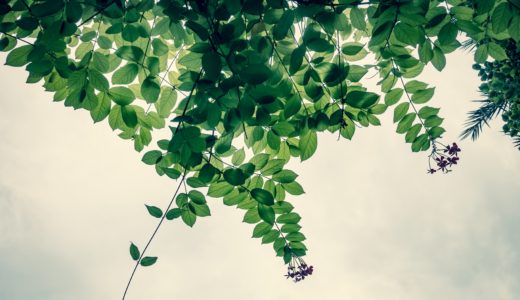 ペストロジー学会富山大会に参加してきました