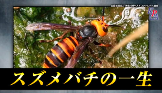 スズメバチ あなたの危険を脅かす有害生物 | youtubeコンテンツ
